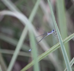 Lestes plagiatus