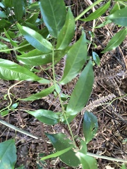 Coptosapelta diffusa
