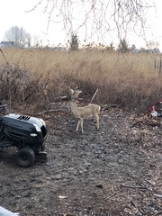 Odocoileus virginianus borealis