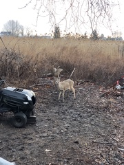 Odocoileus virginianus borealis