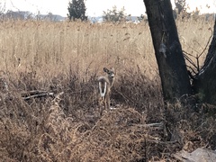 Odocoileus virginianus borealis