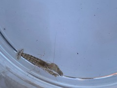 Alpheidae