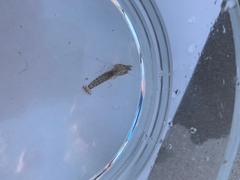 Alpheidae