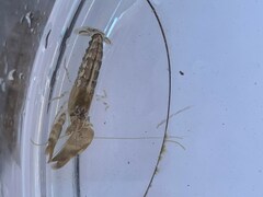 Alpheidae