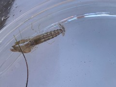 Alpheidae