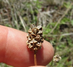 Sanguisorba minor balearica