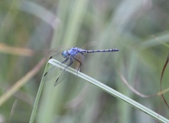 Trithemis stictica