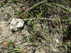 Sanguisorba minor balearica