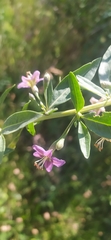 Lycium barbarum