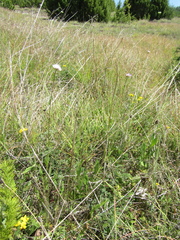 Centaurea scabiosa apiculata