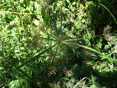 Cyperus distans