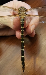 Cordulegaster maculata