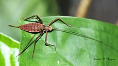 Xenicola