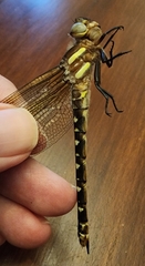 Cordulegaster maculata