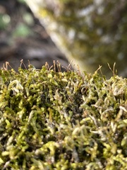 Sematophyllum adnatum