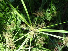Cyperus distans