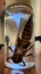 Cordulegaster maculata