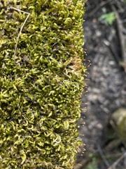 Sematophyllum adnatum