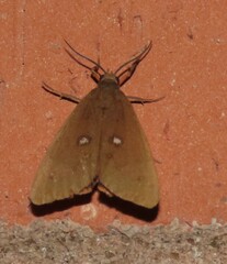 Virbia aurantiaca