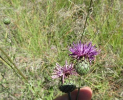 Centaurea scabiosa apiculata
