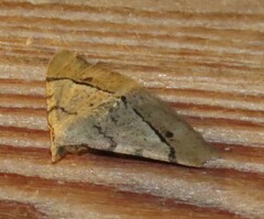 Frederickia flaviterminata