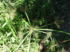 Cyperus distans