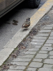 Sturnus vulgaris