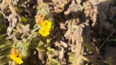 Alkanna orientalis