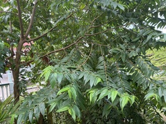 Zanthoxylum martinicense