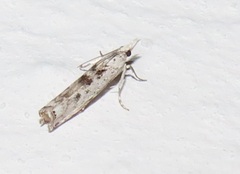 Crambus sparsellus