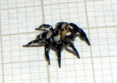 Corythalia argentinensis