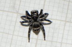 Corythalia argentinensis