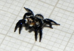 Corythalia argentinensis