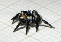 Corythalia argentinensis