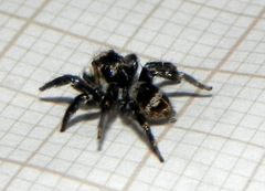 Corythalia argentinensis