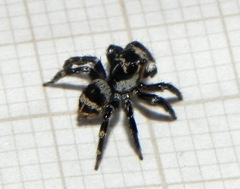 Corythalia argentinensis