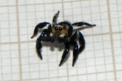 Corythalia argentinensis