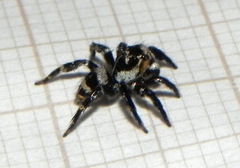 Corythalia argentinensis
