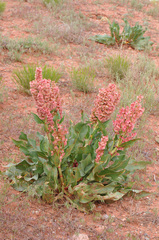 Rumex hymenosepalus