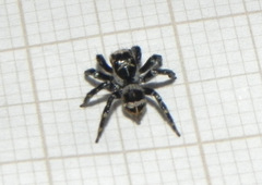 Corythalia argentinensis