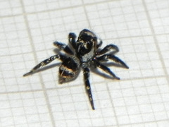 Corythalia argentinensis