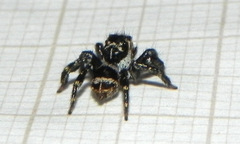 Corythalia argentinensis