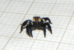 Corythalia argentinensis