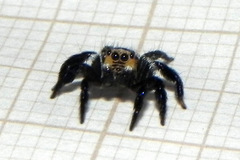 Corythalia argentinensis