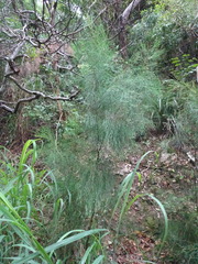 Casuarina collina