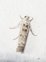 Crambus sparsellus