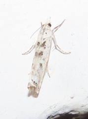 Crambus sparsellus