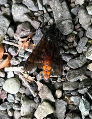 Elaphroptera