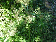 Cyperus distans