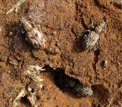 Microcerus